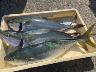 <p>みちょぱ様　沖の北　のませ釣りでハマチ〜メジロ3匹GET♪青物ラッシュ〜♪♪♪</p>