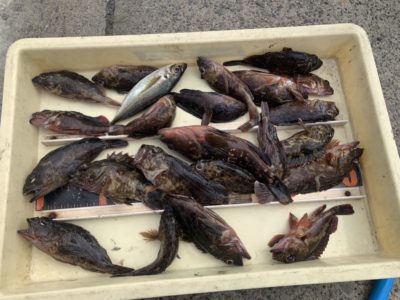 <p>島野様　旧一文字赤灯　エビ撒きでガシラ・アコウ・中アジGET♪赤灯は根魚良く釣れていますね^ ^</p>