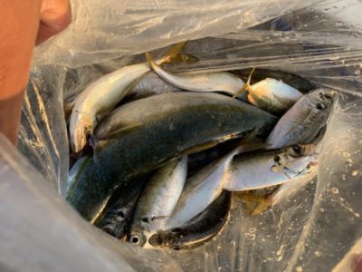 <p>芝様　沖の北　サビキ釣りで中アジ多数とルアーでハマチGET♪アジはオイルフェンス付近でハマチは外向きでの釣果です^ ^</p>
