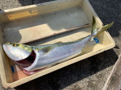 <p>沖の北　のませ釣りでメジロ！！メジロサイズ良く釣れてます♪のませが高確率ですよ^ ^</p>