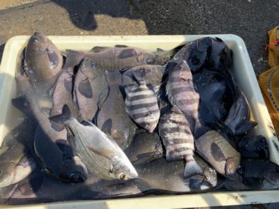 <p>井沢様　沖の北　ヌカ切りでグレ・サンバソウ大量 GET^ ^朝は小アジも良く釣れたとの事でした♪</p>