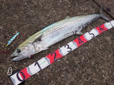 <p>沖の北　鉄板バイブでサゴシ75cm！この後ハマチも釣ってました♪</p>