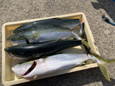 <p>山出様　沖の北　のませ釣りでメジロ4匹！！流石の釣果です♪次はブリですね！おめでとうございます(^o^)</p>