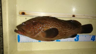 <p>福廣様　沖の北　エビ撒き　アコウGET</p><p>根魚は寝かして食べると最高です(^^♪</p>