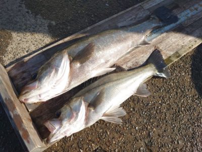 <p>鳩山様　旧一文字白灯でハネ61cm！徳山様　旧一文字赤灯でハネ！今日はちょっと渋かったみたいです。</p>