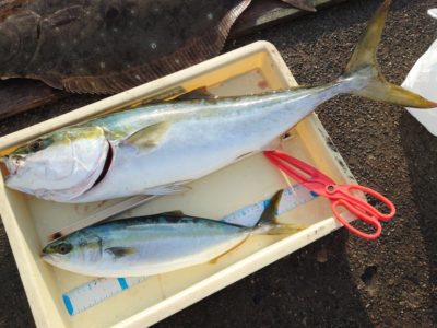 <p>沖の北　船着の内向き　ヒラメ狙いの胴つきのませに75cmのメジロ！ハマチはルアーでの釣果です♪</p>