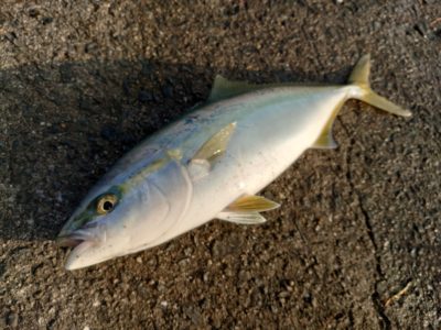 <p>沖の北　ショアジギでハマチ！これで2本目♪朝サゴシのばらしもあったみたいです。</p>