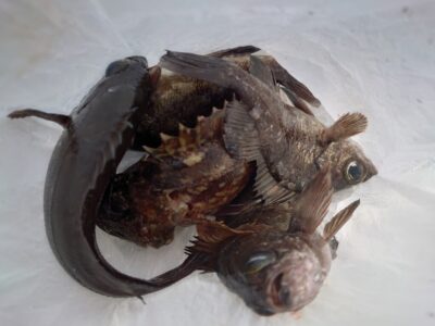 <p>鳩山様　沖の北　エビ撒き釣りでガシラとメバル！最近根魚は暗い時間だけですね。ハネもしっかり釣ってましたよ♪</p>