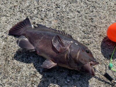 <p>中村様　エビ撒きで40cmのカンダイ！よく引く魚〜♪♪</p>