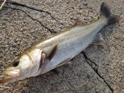 <p>水島様 沖の北 オイルフェンス エビ撒き釣りでハネ！隣でももう一匹釣れてました♪</p>