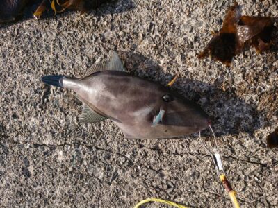 <p>蔭山様 沖の北 フカセ釣りでウマヅラハギ！たまにしか釣れないレアな魚です。水温も上がってきたようで魚種が増えてきましたね。</p>