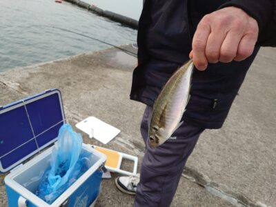 <p>沖の北 飛ばしサビキで中アジ！最終3匹とのことでした。釣れれば大きいんですが数が伸びない…。</p>