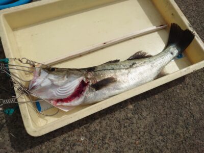 <p>前田様 沖の北 エビ撒き釣りでハネ58cm！他にチヌも釣れたそうです。4〜6月はハネ・チヌダービー開催中♪ハネ・チヌ釣果でスタンプ押してます♪</p>