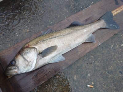 <p>川原様 沖の北 エビ撒き釣りでハネ71.5cm！6時半頃にヒット！朝一はガシラもよく釣れたそうです。</p>