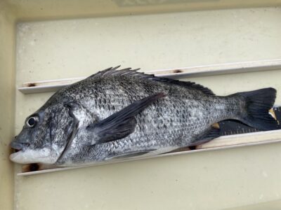 <p>石上様　沖の北　紀州釣りで42cmのチヌ！！</p>