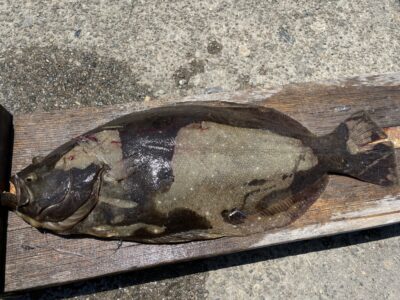 <p>杉浦様　沖の北内向き　のませサビキで55cmのヒラメ！！餌は釣れた豆サバとの事です！！高級魚！！おめでとうございます(^o^)</p>