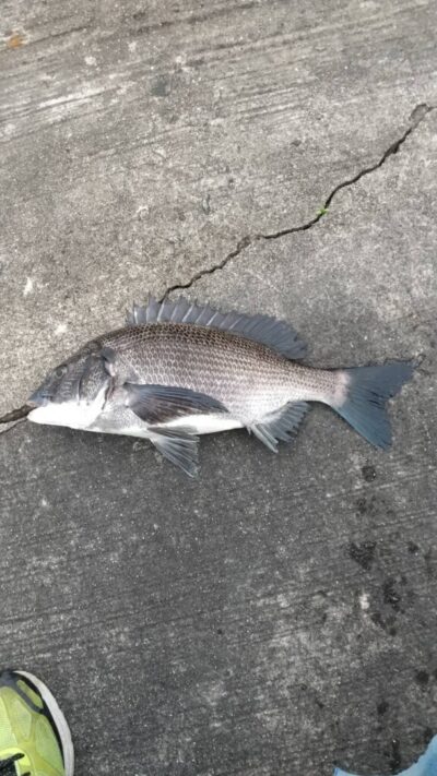 <p>沖の北 落し込みでチヌ！朝の釣果です。沖はちょっと透けてました。旧はかなり濁ってます。※この後、赤灯に移動してまた釣ってました♪</p>