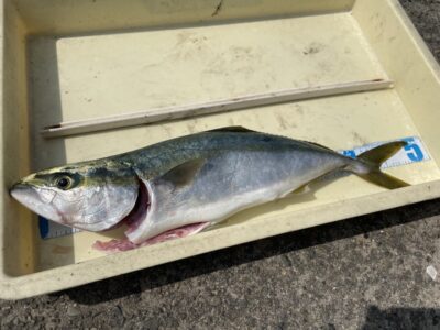 <p>沖の北　のませ釣りで50cmのハマチ！！餌は小鯖との事でした♪</p>