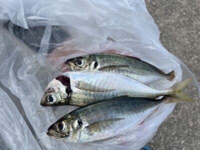 <p>沖の北　飛ばしサビキで中アジ3匹！！今年のアジは気まぐれで安定してくれません(ToT)</p>