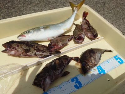 <p>沖の北　エビ撒き釣りで根魚！ショアジギでツバス！</p>