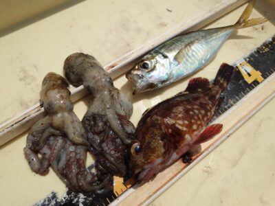 <p>沖の北　探り釣りでガシラ！サビキでアジ！タコも釣れました♪アジも底付近に少しはいるようですが、とにかくサバが多くて底まで仕掛けがもたない感じです。</p>