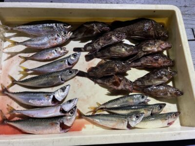 <p>岡本様　沖の北　サビキ釣りで中アジ・サバとズボ釣りではガシラもGET！！</p>