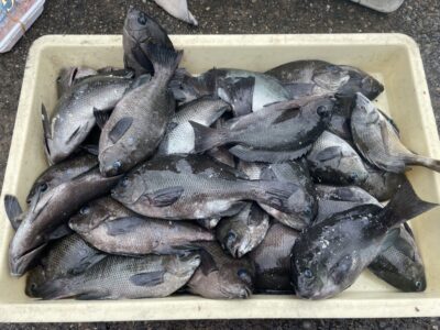 <p>井沢様　沖の北　ヌカ切り(イシゴカイ)でグレ大量！！！今朝はサバがほとんどいなくて釣りやすかったとのことです！グレは沢山いるんですがサバが…(ToT)</p>