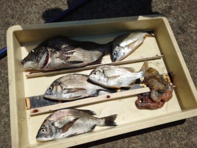 <p>旧一文字カーブ内向き　紀州釣りでチヌ！小さいのも増えてきました♪今日はサバも少なかったので釣りやすかったと思います。</p>