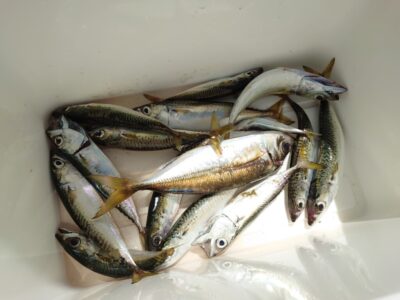 <p>沖の北　サビキ釣りで中アジとサバ！飲ませの餌は充分確保可能です。サバですが…。</p>