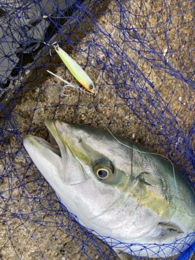 <p>釣れない猫様　沖の北　ショアジギでメジロ！回遊量にムラはありますが連日釣れております♪</p>