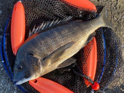 <p>福山様　旧一文字白灯　エビ撒き釣りでチヌ44cm！最近カーブ〜白灯でのチヌの釣果が安定してきました。</p>