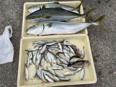 <p>島田様　沖の北　のませ釣りで75cmまでのメジロ3匹とサビキでは小アジ多数 GET！！！おめでとうございます^ ^</p>