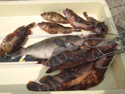 <p>島野様　旧一文字赤灯　エビ撒き釣りで根魚！苦潮っぽいですが根魚は釣れてるのでそこまできつくはなさそう。</p>