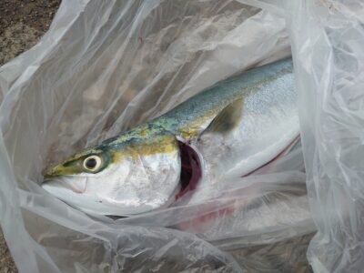 <p>中村様　沖の北　飲ませ釣り（ウキ）でメジロ！のませの餌確保が難しくなっています。</p>