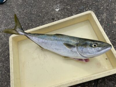 <p>森田様　沖の北　ショアジギでハマチ GET！！！今日はここ最近で1番青物の釣果が良かったです^ ^</p>