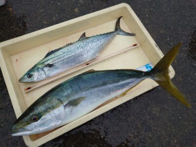 <p>沖の北　ショアジギでメジロとサゴシ！今日はサゴシ・サワラが多いですね。バラしたって方もけっこういるみたいです。飲ませにもあたってくるんですが、そのままだとすぐに切られるのでワイヤーハリスが必要ですね。</p>