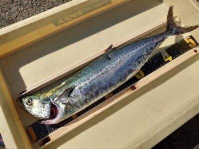 <p>沖の北　ショアジギでサゴシ！昨日に比べると青物の回遊少なめでした。少ないというか朝のいい時間帯に潮が動いてなかったがあまり釣れてない原因だと思います。やはり潮は効いていないと…。</p>