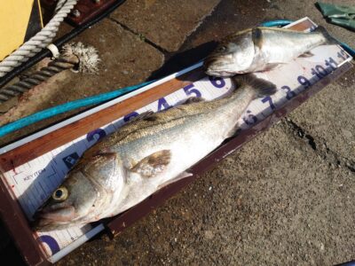 <p>沖の北　内向き　魚の切り身を使ったズボ釣りでスズキ78cm！魚を食べているのでよく肥えてます♪すごい迫力でした♪</p>