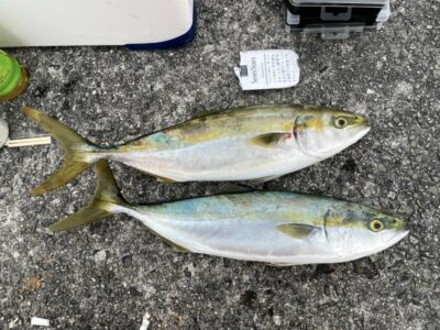 <p>真田様　沖の北　ショアジギでハマチ2匹GET！！今日朝だけでなく昼からも青物釣れていました♪</p>