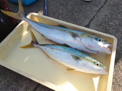 <p>沖の南　ショアジギでハマチ！飲ませでメジロ！南でも青物は釣れます♪</p>