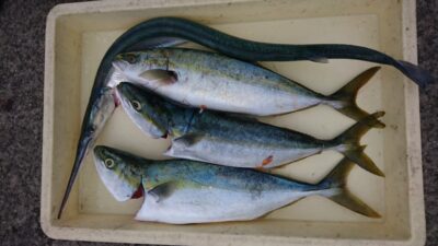 <p>沖の北  ショアジギ  ハマチとダツGET</p><p>ハマチ良く釣れてました</p>