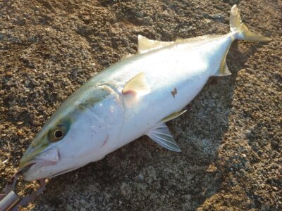 <p>芝様　沖の北　飲ませ釣りでメジロ！7時半頃にヒット！早朝の小アジは全く釣れず…、明るくなってからマイワシが少し釣れたそうです。飲ませの餌確保が安定しないので、できれば事前に用意しておいたほうがいいですよ。</p>