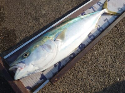<p>信田様　沖の北　飲ませ釣りでブリ90cm！餌は事前に用意したサバ。今日も飲ませ餌の現地調達は厳しかったようです。</p>