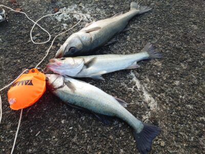 <p>沖の南　エビ撒き釣りで60cmくらいまでのハネ3匹！暗い時間に浅ダナで釣れたそうです。</p>