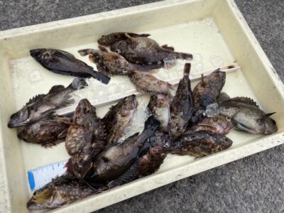 <p>沖の北　エビ撒きでガシラ・メバル多数GET！！！根魚は暗い時間帯に安定して釣れていますね♪</p>