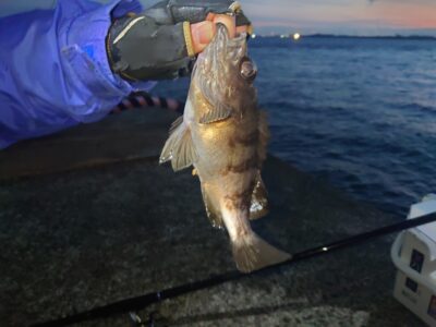 <p>沖の北　エビ撒き釣りで良型メバル！20cm超えも混ざります♪ただ時合いが短く明るくなるとピタッとあたりが止まりますので、メバルを狙うなら5時便ですね。</p>