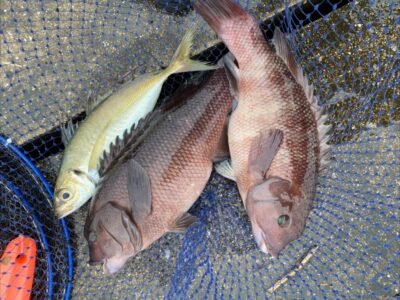 <p>福山様　沖の北　エビ撒き釣りでカンダイと尺アジ！あいかわらずカンダイは多いですね。アジはサビキで釣れるか微妙なところ。回遊が少ないのでエビ撒きで狙うのが良いかと思います。例年でしたら大雨の後って期待できるんですが…。青物狙いの方ばかりでサビキをしている人がいないので情報不足ですね。</p>