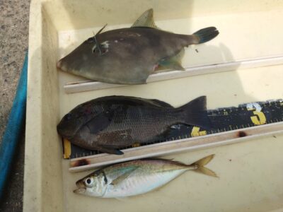 <p>S様　沖の北　エビ撒き釣りでウマヅラハギ、グレ、アジ！</p>