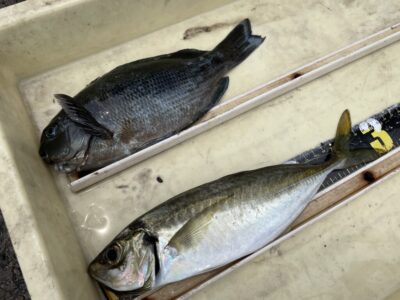 <p>高倉様　沖の北　飛ばしサビキで尺アジとグレ！！！アジは数釣れてませんが来たらデカい^ ^</p>