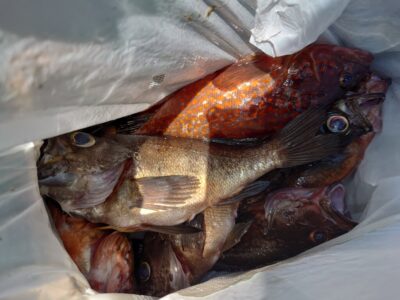 <p>田中様　沖の北　エビ釣りで根魚！メバルは良型♪</p>